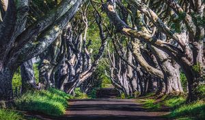 Preview wallpaper alley, road, trees, branches, grass