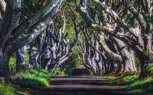 Preview wallpaper alley, road, trees, branches, grass