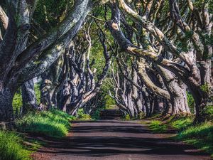 Preview wallpaper alley, road, trees, branches, grass