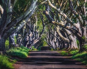 Preview wallpaper alley, road, trees, branches, grass