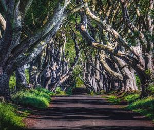 Preview wallpaper alley, road, trees, branches, grass