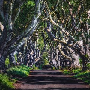 Preview wallpaper alley, road, trees, branches, grass