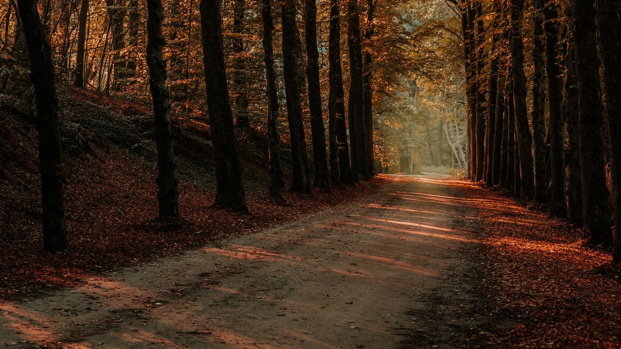 Wallpaper alley, trees, autumn, road, rays