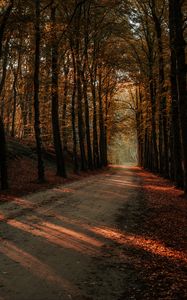 Preview wallpaper alley, trees, autumn, road, rays