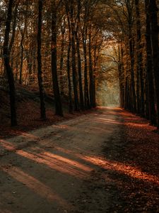 Preview wallpaper alley, trees, autumn, road, rays