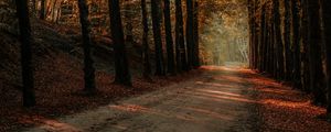 Preview wallpaper alley, trees, autumn, road, rays