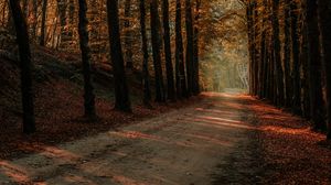 Preview wallpaper alley, trees, autumn, road, rays