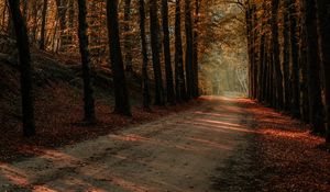 Preview wallpaper alley, trees, autumn, road, rays