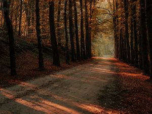 Preview wallpaper alley, trees, autumn, road, rays