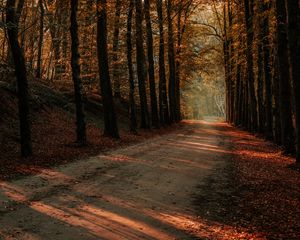 Preview wallpaper alley, trees, autumn, road, rays