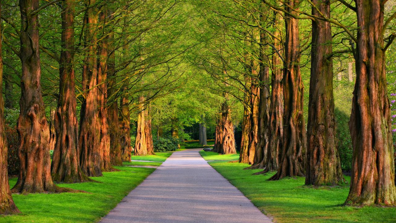 Wallpaper alley, trees, grass, summer