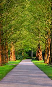 Preview wallpaper alley, trees, grass, summer