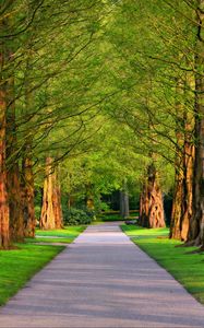 Preview wallpaper alley, trees, grass, summer