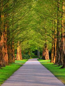 Preview wallpaper alley, trees, grass, summer