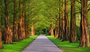 Preview wallpaper alley, trees, grass, summer