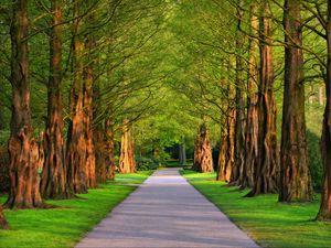 Preview wallpaper alley, trees, grass, summer