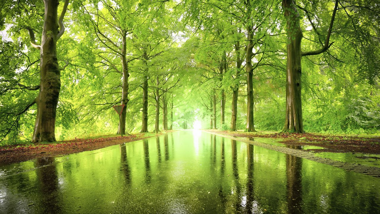 Wallpaper alley, trees, light, water