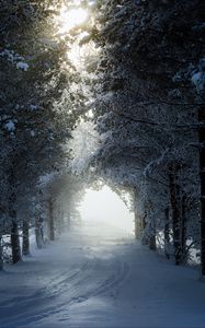 Preview wallpaper alley, trees, path, snow, winter