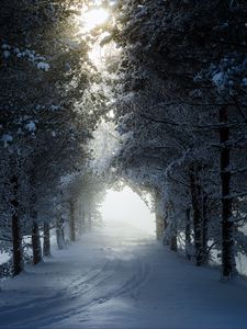 Preview wallpaper alley, trees, path, snow, winter