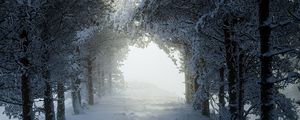 Preview wallpaper alley, trees, path, snow, winter