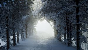 Preview wallpaper alley, trees, path, snow, winter