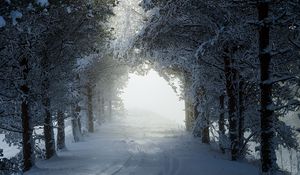 Preview wallpaper alley, trees, path, snow, winter