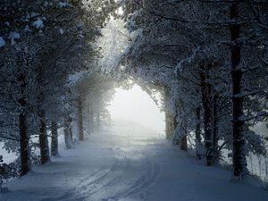 Preview wallpaper alley, trees, path, snow, winter