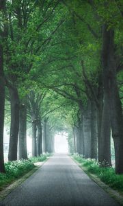 Preview wallpaper alley, trees, road