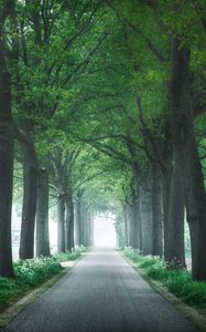 Preview wallpaper alley, trees, road