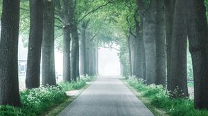 Preview wallpaper alley, trees, road