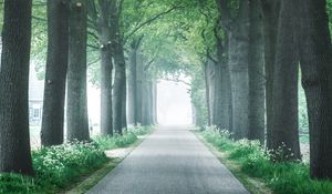 Preview wallpaper alley, trees, road