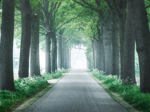 Preview wallpaper alley, trees, road