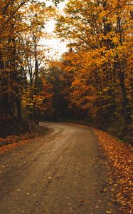 Preview wallpaper alley, trees, road, autumn, leaves