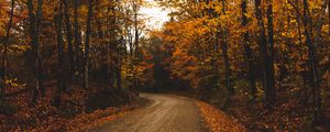 Preview wallpaper alley, trees, road, autumn, leaves