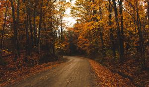 Preview wallpaper alley, trees, road, autumn, leaves