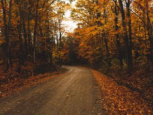 Preview wallpaper alley, trees, road, autumn, leaves