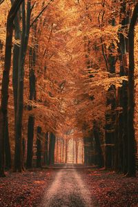 Preview wallpaper alley, trees, road, autumn, leaves, distance
