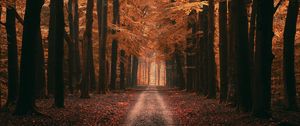 Preview wallpaper alley, trees, road, autumn, leaves, distance