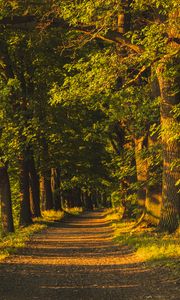 Preview wallpaper alley, trees, sunlight, shadows