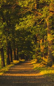 Preview wallpaper alley, trees, sunlight, shadows