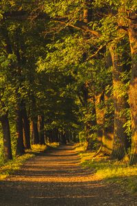 Preview wallpaper alley, trees, sunlight, shadows