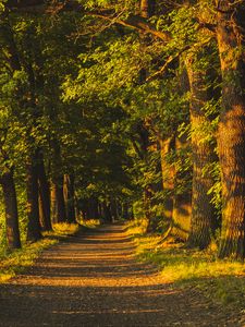 Preview wallpaper alley, trees, sunlight, shadows