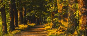 Preview wallpaper alley, trees, sunlight, shadows