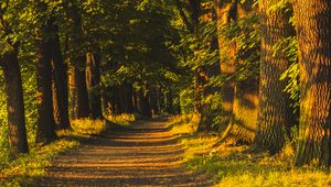 Preview wallpaper alley, trees, sunlight, shadows