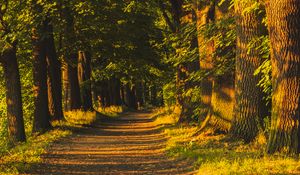 Preview wallpaper alley, trees, sunlight, shadows