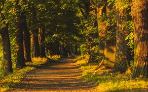 Preview wallpaper alley, trees, sunlight, shadows