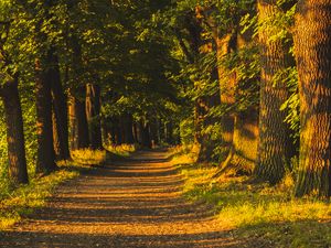 Preview wallpaper alley, trees, sunlight, shadows