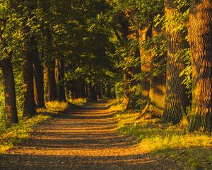 Preview wallpaper alley, trees, sunlight, shadows