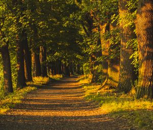 Preview wallpaper alley, trees, sunlight, shadows