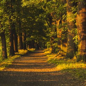 Preview wallpaper alley, trees, sunlight, shadows